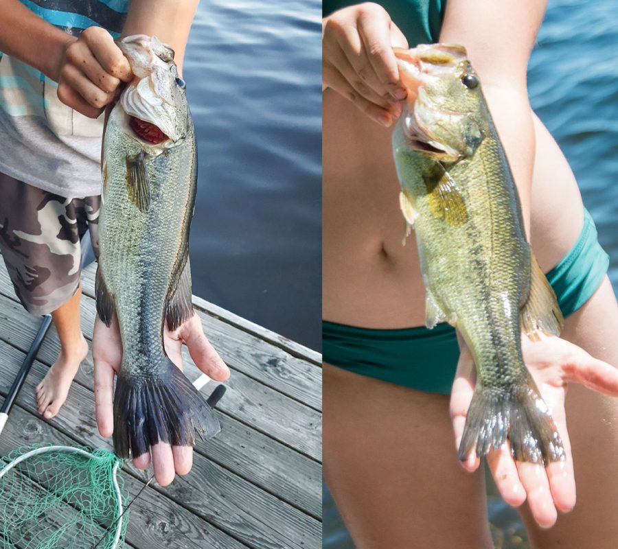 Two bass fish being held up for size