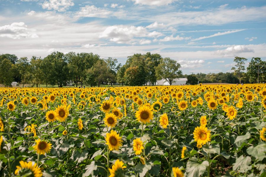 sunflower field with a blue sky
