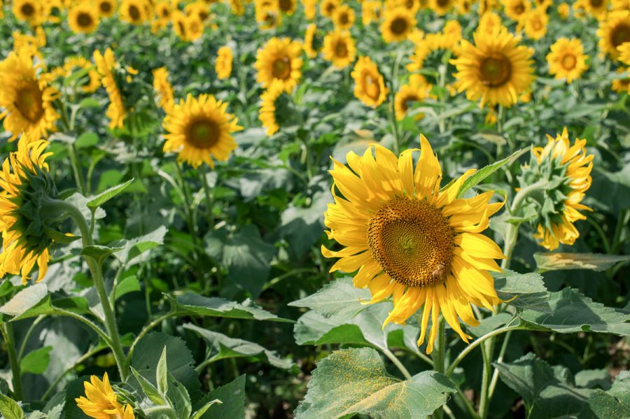 a sunflower field
