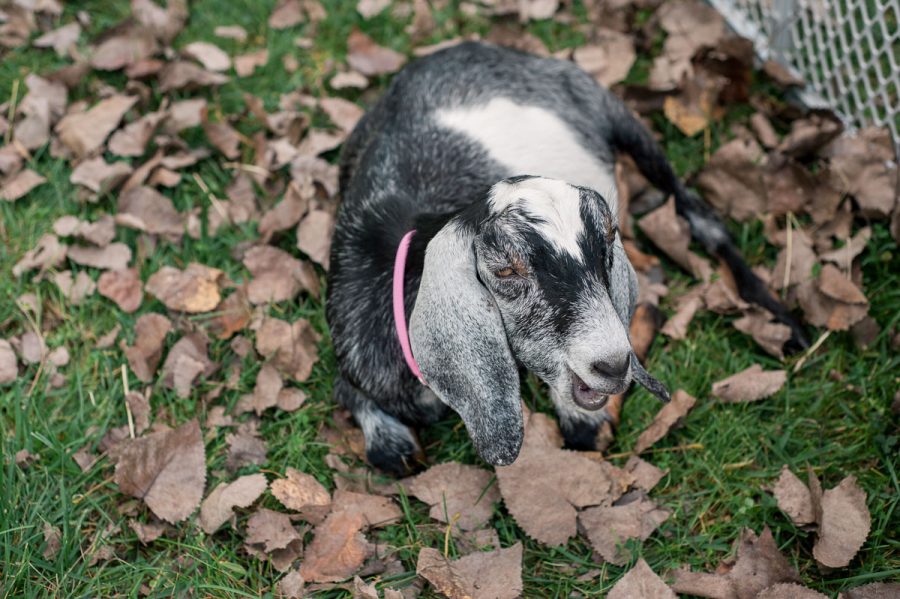 small goat in the grass
